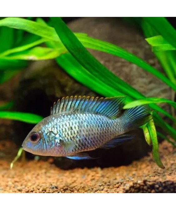 electric blue acara
