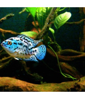 jack dempsey electric blue