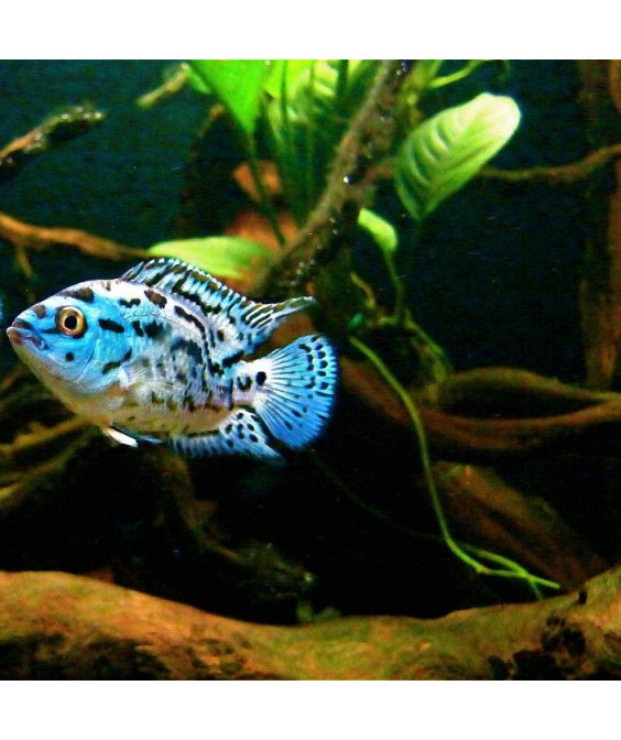 jack dempsey electric blue