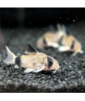 Corydoras panda