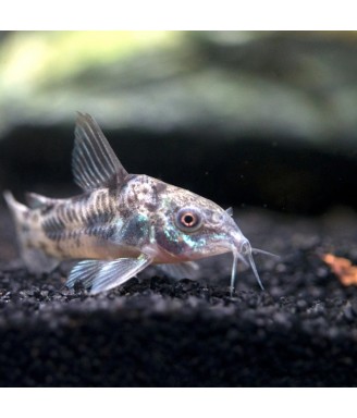 Corydoras paleatus