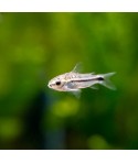 corydoras pygmaeus