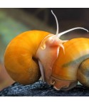 golden apple snail