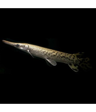 lepisosteus spatula 35cm