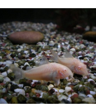 Corydoras paleatus albino