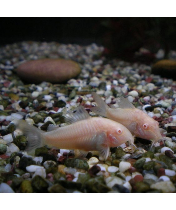 Corydoras paleatus albino