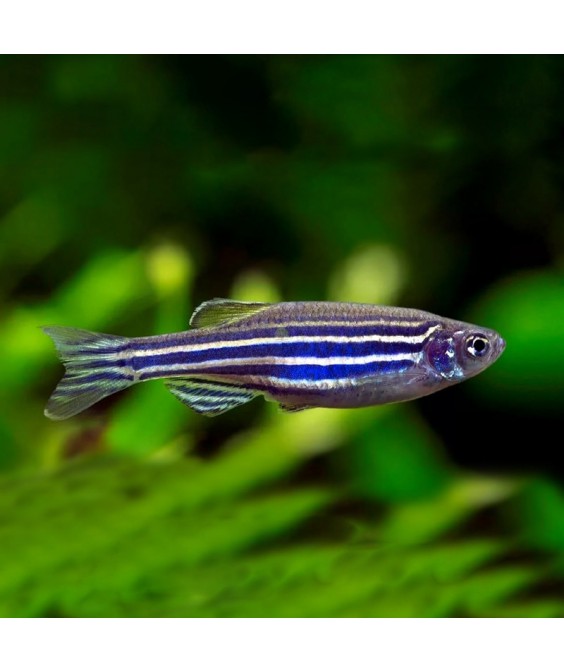 brachydanio rerio