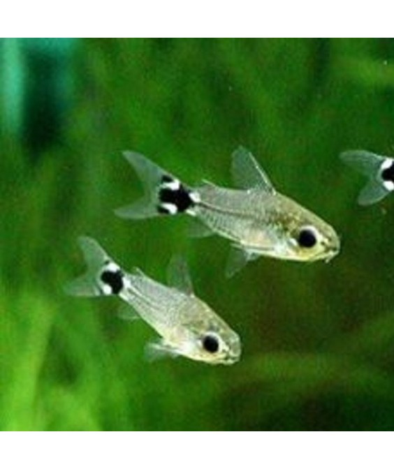 Corydoras hastatus