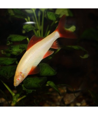 epalzeorhynchos frenatus albino