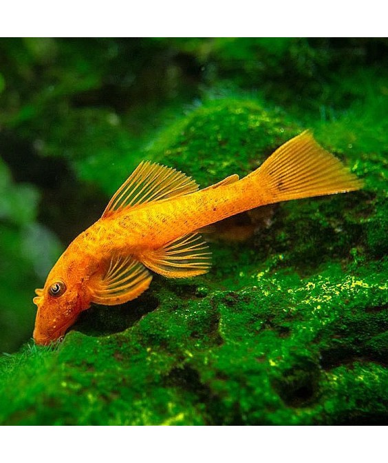 Ancistrus sp. Super Red (5-7cm)