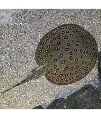 potamotrygon motoro 