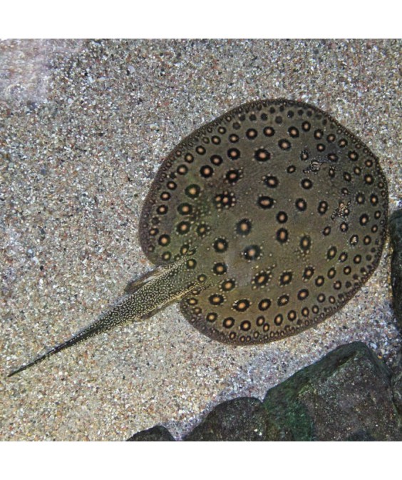 potamotrygon motoro 