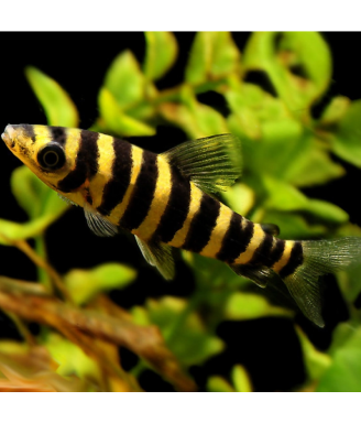 leporinus fasciatus  