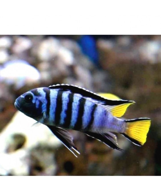 pseudotropheus elongatus mpanga