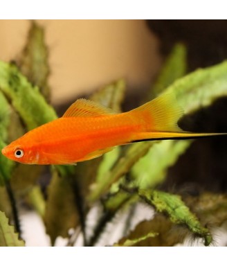 Χiphophorus Helleri 