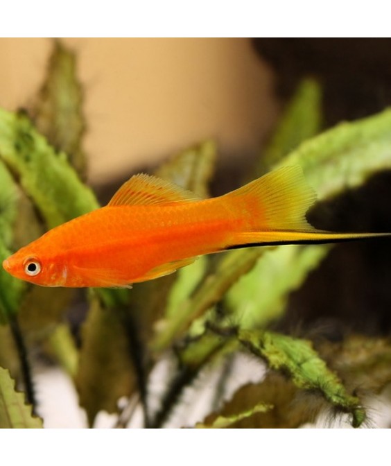 Χiphophorus Helleri 