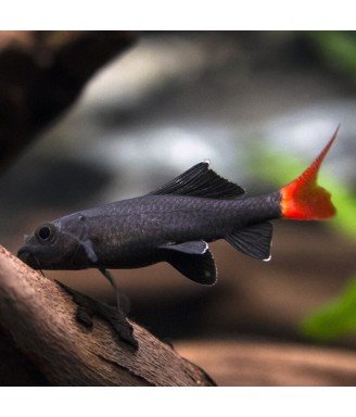 labeo bicolor 