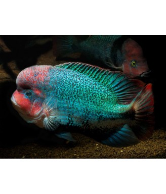 vieja fenestratus 15+ cm