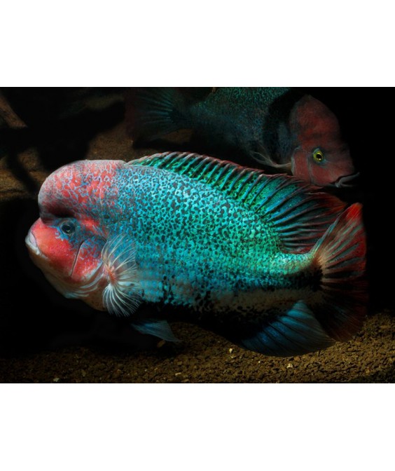 vieja fenestratus 15+ cm