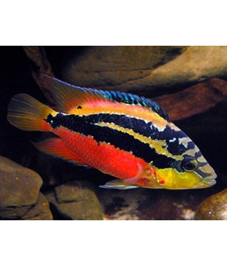Cichlasoma salvini 10-12 cm