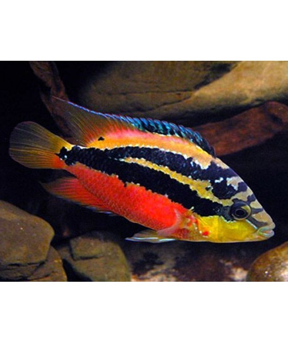 Cichlasoma salvini 10-12 cm