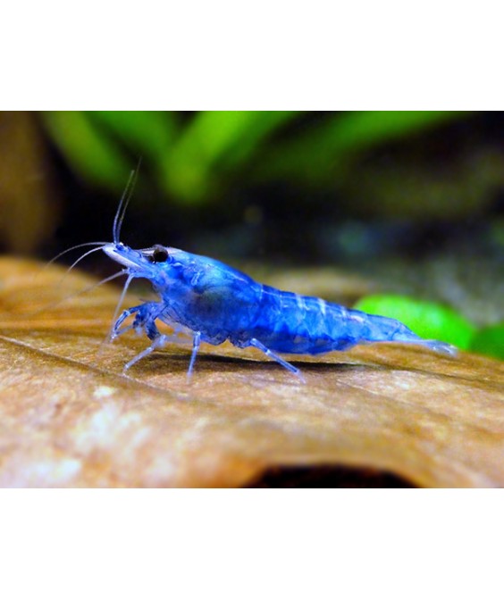 Neocaridina shrimp-blue diamond