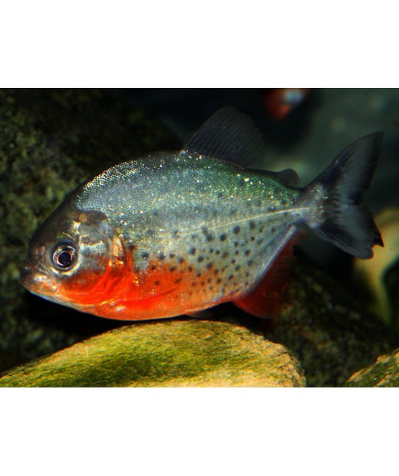 Pygocentrus nattereri 12-15 cm