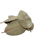 Guave Leaves 15x