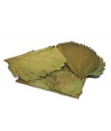 Mulberry Leaves 10x