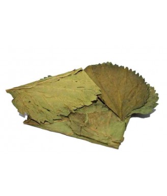 Mulberry Leaves 10x