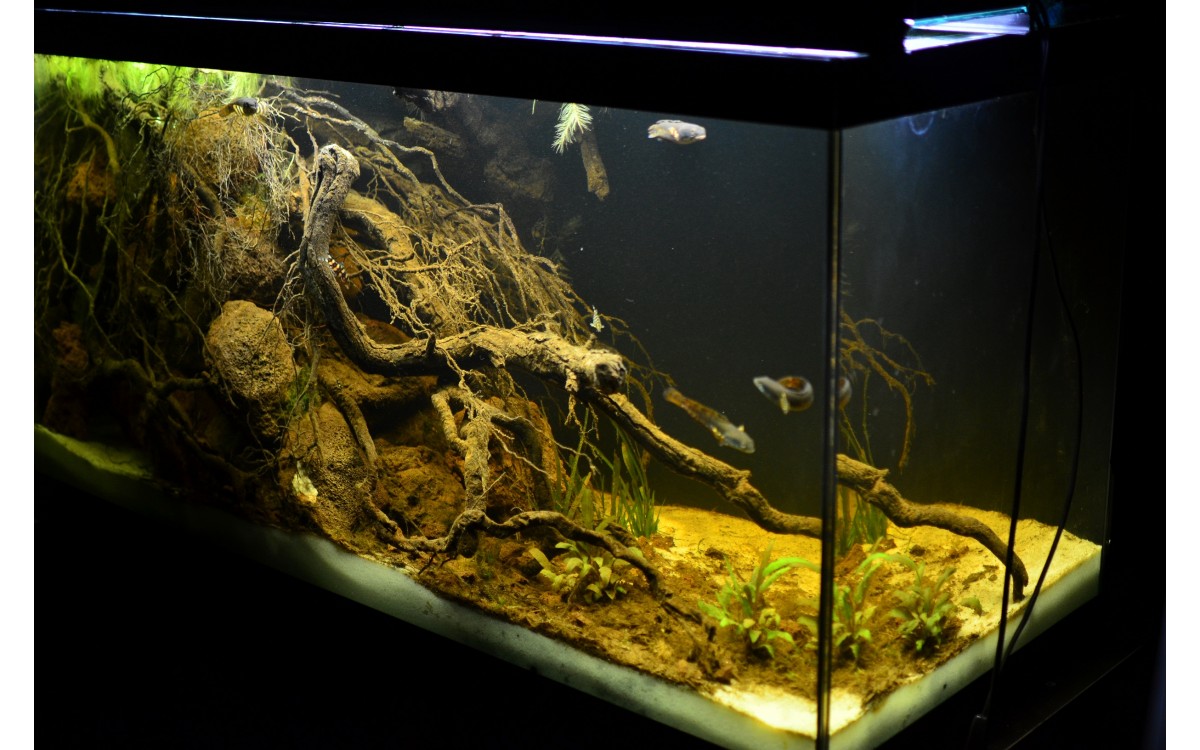 The meaning of Biotope